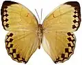 S. h. formosana male - dorsal view - Taiwan