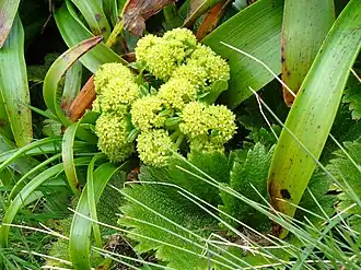 A. polaris and B. rossii