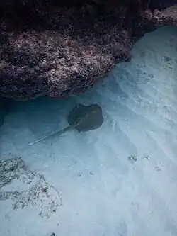Stingray.