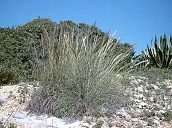 Macrochloa tenacissima