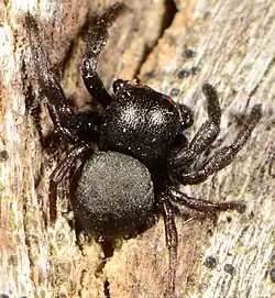 male