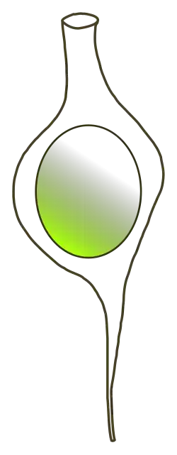 Stipitococcus capense (Rhizochloridales)