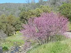 Stockton Creek