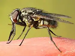 Sucking human blood