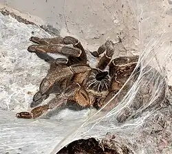 C. marshalli