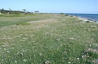 The beach meadows near Ebeltoft.