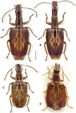 Photograph of four brown beetles from above against a white background