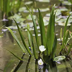 Stratiotes - floating leaved