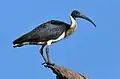 Straw-necked ibis