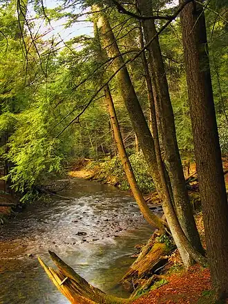 Stream