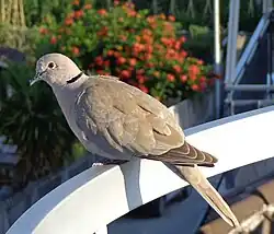 Eurasian collared-dove, Italy