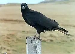 Juvenile (2 year old) striated caracara