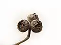 fruit