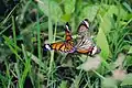 Striped tiger and common Indian crow butterflies, BRT WLS Chamarajanagar