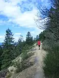 A hiker on Bodega Ridge