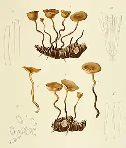 Botanical drawing of the fungi (mushrooms)