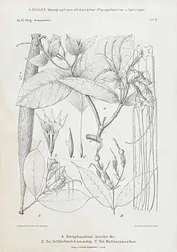 Strophanthus kombe (botanical drawing)
