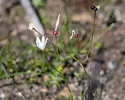 Strumaria spiralis flower species