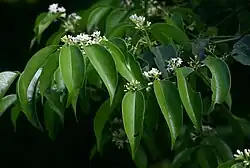 Strychnos usambarensis in flower