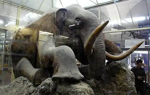 A model of an elephantine creature with two long tusks. It is kept in a large glass case, and it is sitting on its back legs on top of some rocks.