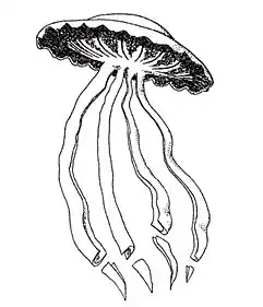 A giant phantom jelly, which can grow up to 10&nbsp;m (33&nbsp;ft) in length