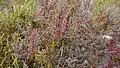 Shrubby seablight