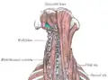 Deep muscles of the back. Triangle is highlighted in turquoise.