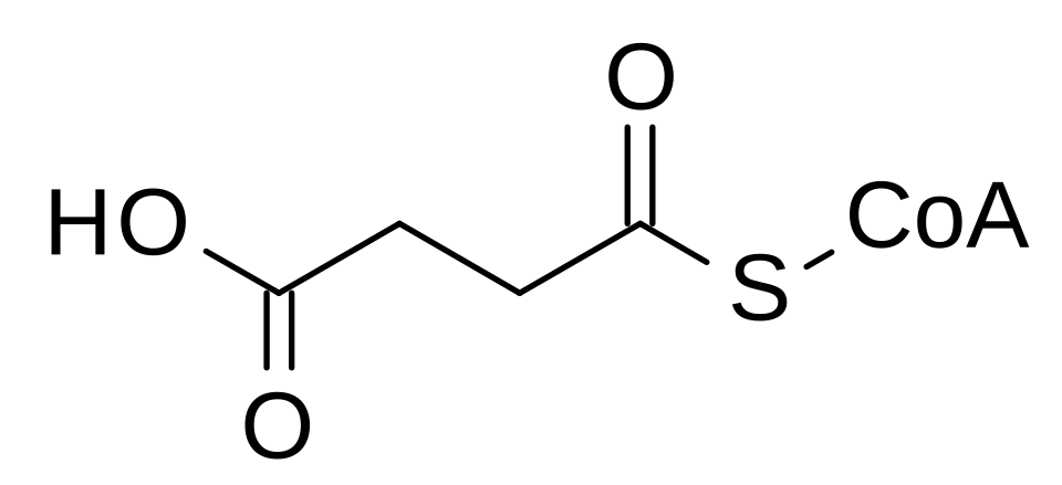 2D representation of the chemical structure of succinyl-CoA.