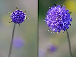 Devil's-bit scabious