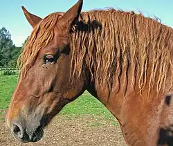 Image 6The ears can rotate (from Equine anatomy)