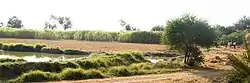 A sugar cane field in the village Syed Matto Shah