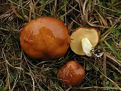 Slippery Jack/Butter-mushroom