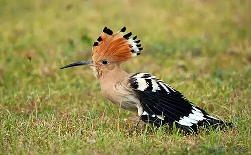 Eurasian hoopoe (Upupa epops)