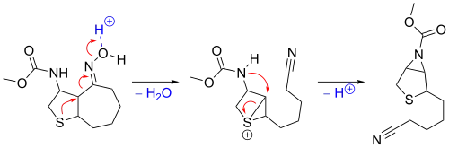 Reaction mechanism for sulfur-stabilized Beckmann fragmentation.