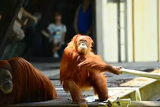 Sumatran orangutans