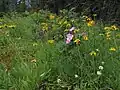 Summer wildflowers