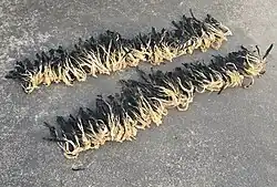 White bok choy laid on the ground after sun-drying