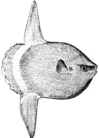 Ocean sunfish