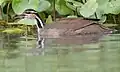 Breeding female in Tortuguero, Costa Rica