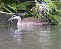 Male sungrebe at Caño Negro Wildlife Refuge, with an injury that has caused a herniated tongue.