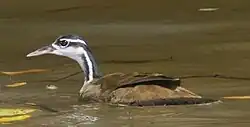 Male. Note that his bill has turned beige-white out of breeding season