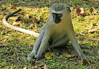 Vervet monkeys are common in Hazyview