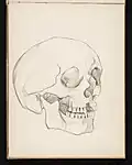 Pencil sketch of a skull, ca. 1897-1908
