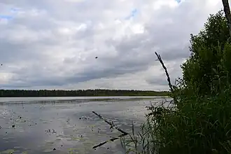 Photo of the lake Big Pehmejärv from its shore. Close the shore there are many lily pads. Dense trees are visible on the other side of the lake.