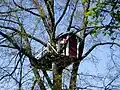 Hotell Hackspett (Woodpecker Hotel)