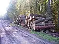 Wood in the Sviliai Forest