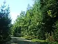 The Sviliai Forest