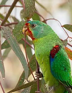 Swift parrot