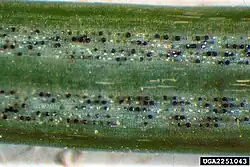 Swiss needle cast fruiting bodies (black spots) of fungus on needle leaf of Douglas fir