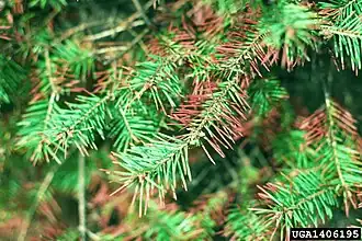 Swiss needle cast, killing leaves of Douglas fir